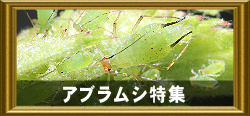 アブラムシ特集