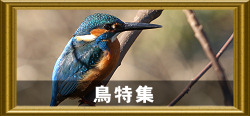 鳥特集