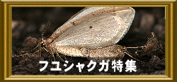 フユシャクガ特集