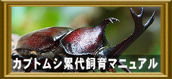 カブトムシ累代飼育マニュアル