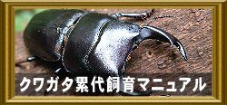 基本的なクワガタ累代飼育マニュアル
