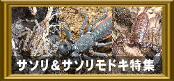 サソリ&サソリモドキ特集