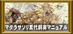 マダラサソリ累代飼育マニュアル