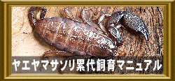 ヤエヤマサソリ累代飼育マニュアル